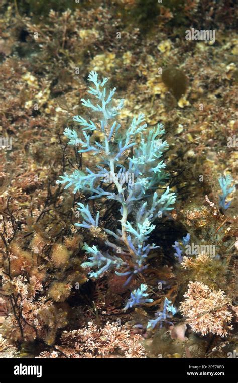 Sea Magic Seaweed John Boy Farms