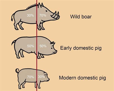 Old Pigs Porn Leaks Photos & Videos #c93