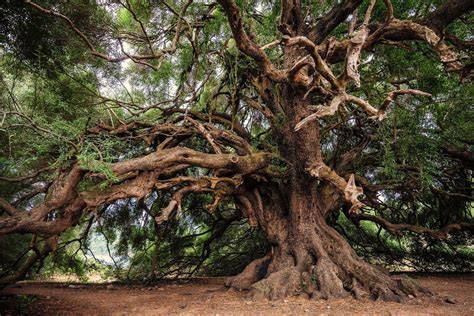 The Legacy of Time: Exploring the Majestic Beauty of Old Tree Backgrounds