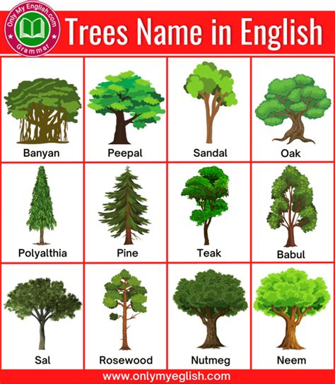 Old Tree Names