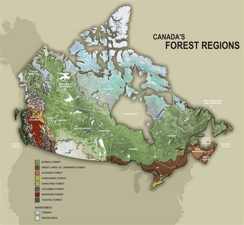 Old-Growth Forest Map Canada