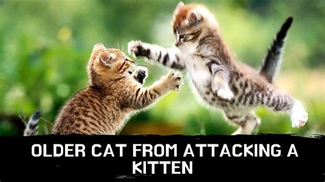 older cat attacking kitten