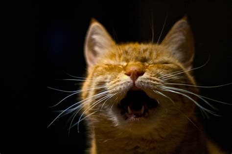 older cat meowing at night