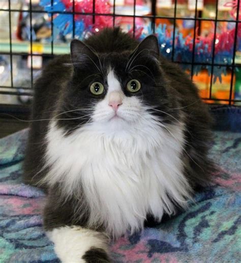 older cats for adoption near me