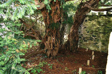 The Oldest Yew Tree Over 4,000 Years Old