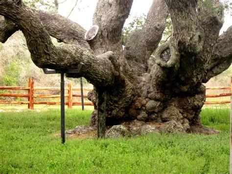oldest oak in texas