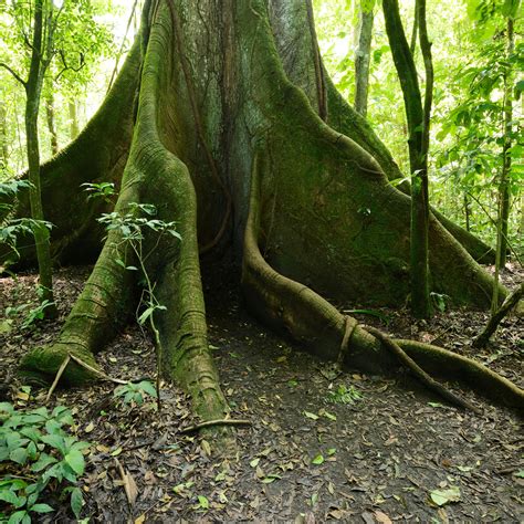 Oldest Tree In The Amazon