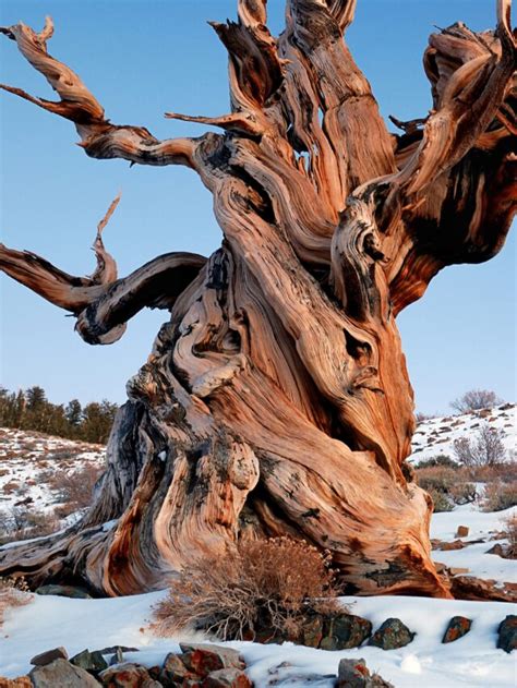 Oldest Trees In Eastern Us