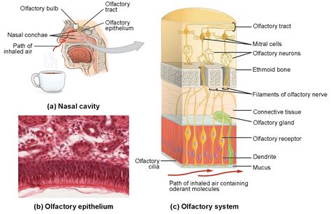 olfactory anatomy and physiology