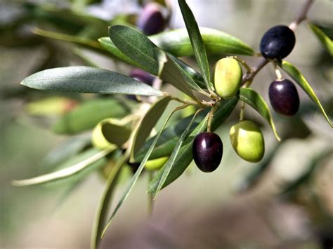 A Botanist's 5 Tips on How to Care for an Indoor Olive