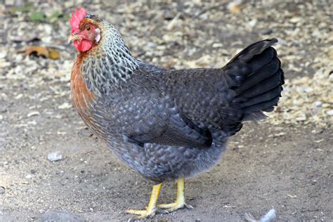 olive egger hen