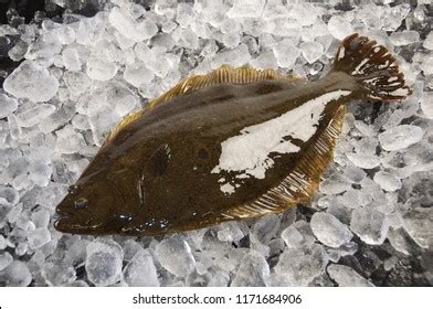 Olive Flounder Halibut