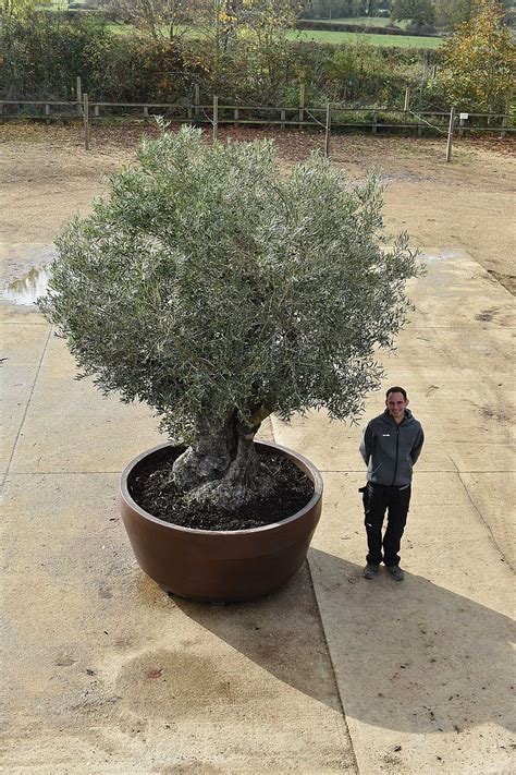 Review: Organic Olive Oil Tasting at a Family Olive Grove