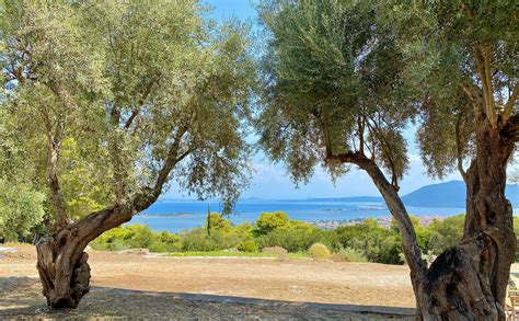 olive grove Lefkada