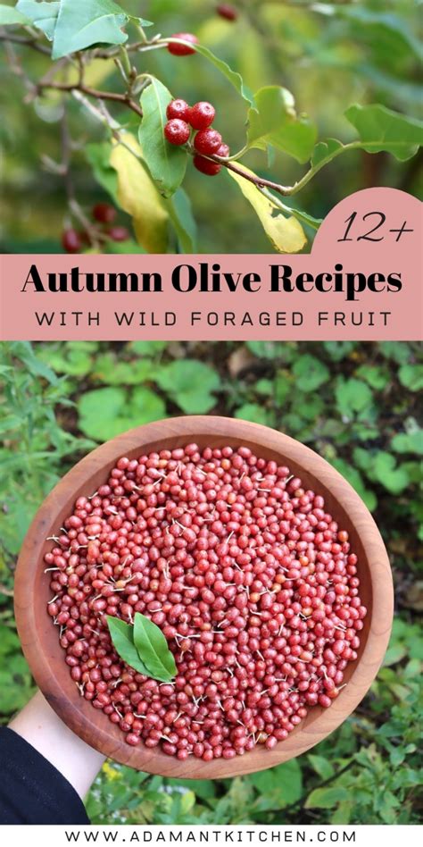 Olive Kitchen Recipes