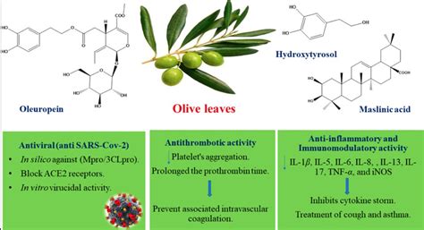 Olive Leaf Inflammation