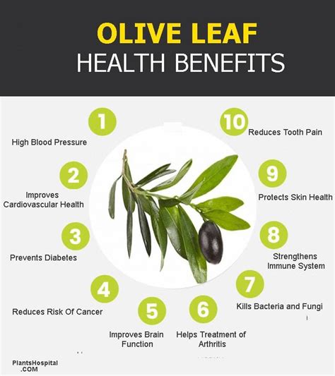 Olive Leaf Supplement Benefits