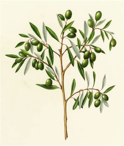 Olive Tree Drawing Simple