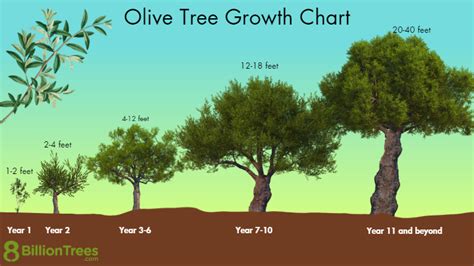 Olive Tree For Zone 5