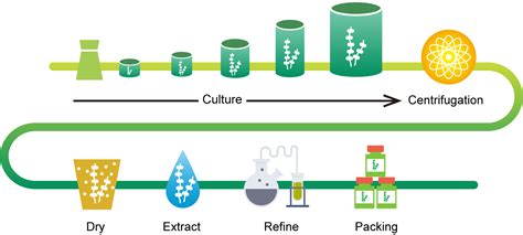 Omega 3 Extraction From Algae