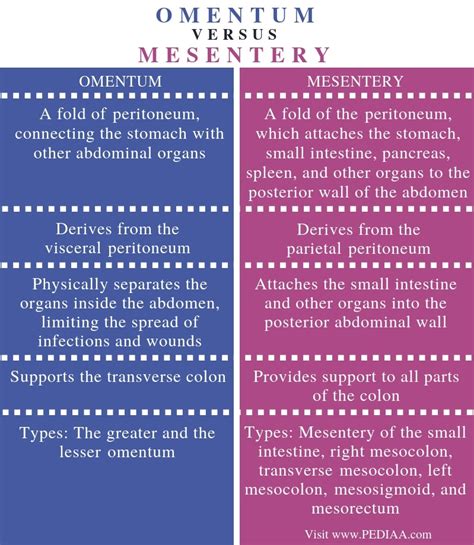 omentum vs mesentery