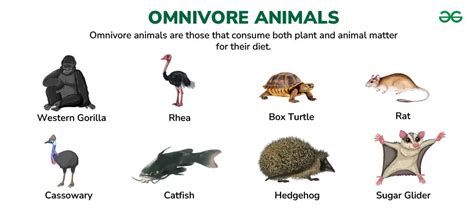 omnivore ocean