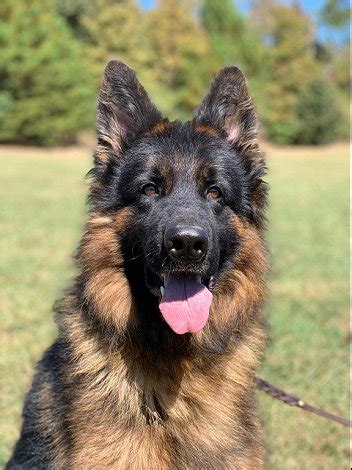 on anna german shepherds