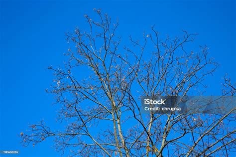 On Branches Of A Tree