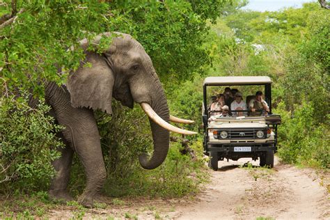on safari in south africa