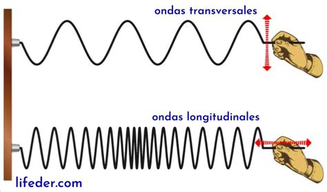 Transverse vs Longitudinal Wave Leverage Edu