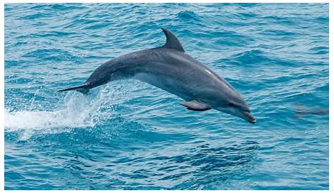 Golfinhos do Brasil e do Mundo...: Golfinhos preparam sua comida como chefs