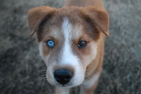 One Blue Eye One Brown Eye Dog Names