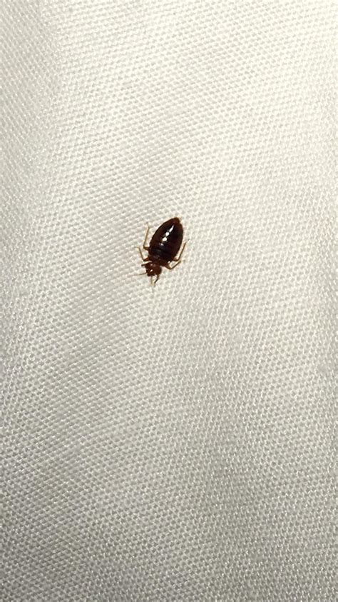 one lone bed bug