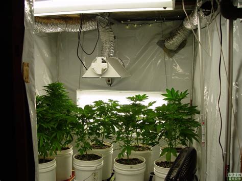 one plant grow room