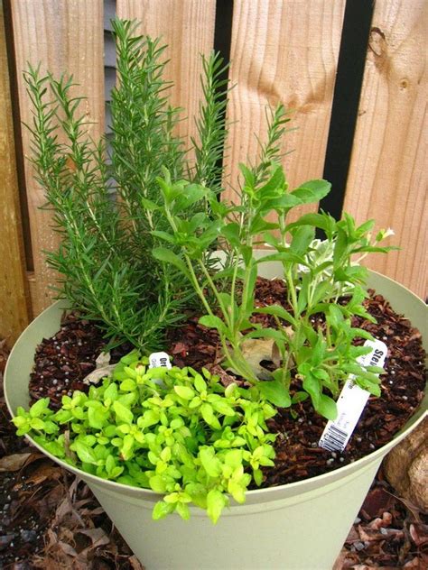 one pot herb garden