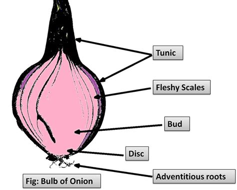 Onion Bulb Called