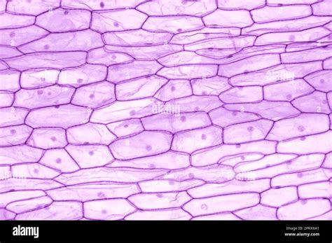 Onion Bulb Epidermis Microscope
