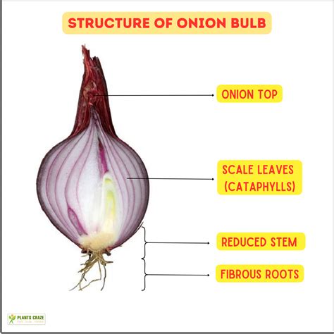 Onion Bulb Is An Example Of