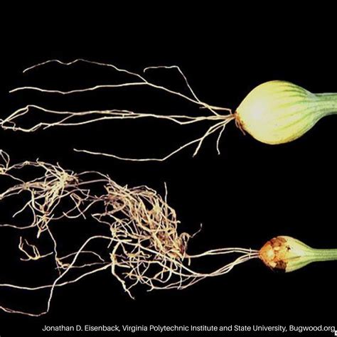 Onion Bulb Nematodes