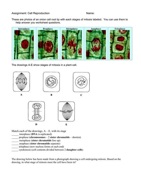 onion cell mitosis worksheet answers quizlet