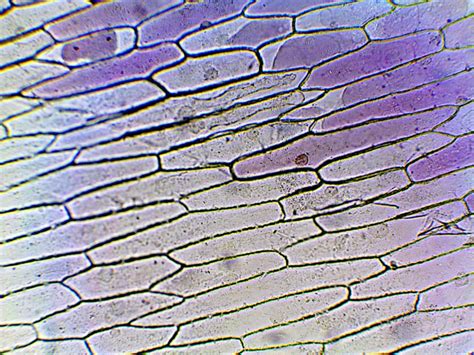 Onion Cell Under Microscope 100X