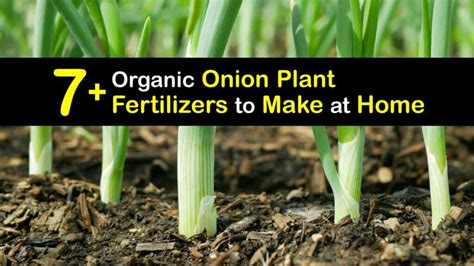 Onion Fertilizer For Plants