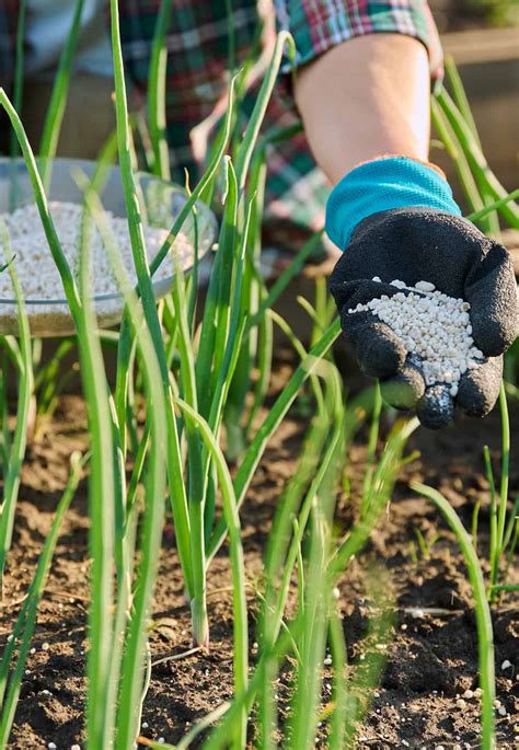 Onion Fertilizer Needs