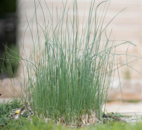 Onion Grass Nsw