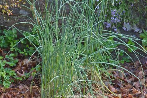 Onion Grass Wiki