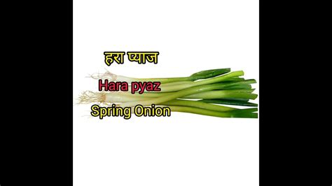 Onion Hindi Arth