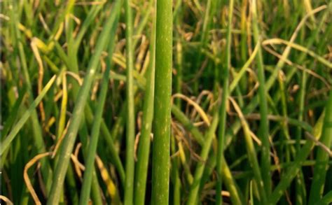 Onion Leaves Yellow Tips