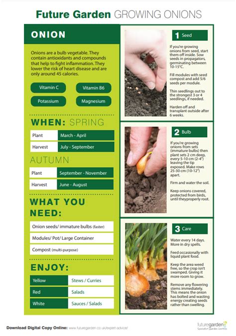 Onion Sets Planting Instructions