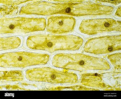 Onion Skin Under Microscope