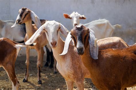 online goat sales in texas